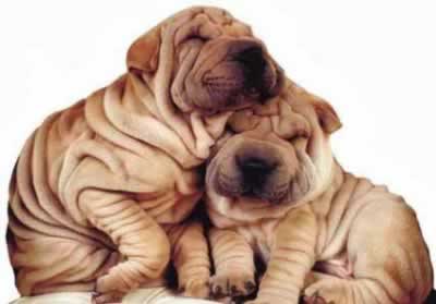 LOS ANIMALITOS